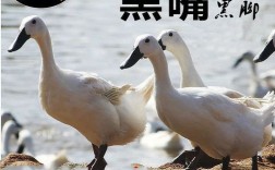 黑嘴鸭有哪些常见品种？