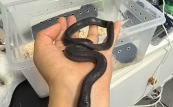 室内立体养蛇技术视频可行吗？