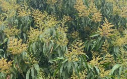 芒果花期管理有哪些技术要点？