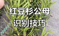 红豆杉品种如何快速分辨？