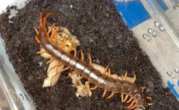 哪种蜈蚣最凶猛？