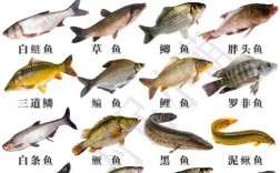 常见水产养殖品种有哪些？