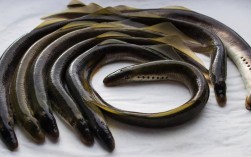 泥鳅品种有哪些？附图片识别指南