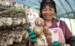 酒糟种蘑菇技术视频，如何操作才高效？