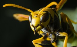 黑色的马蜂是什么品种