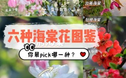 什么品种的海棠花珍贵