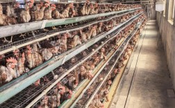 肉鸡养殖技术视频哪里能下载？