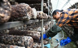 冬季香菇出菇管理有哪些关键技术？