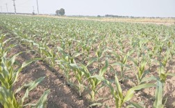 玉米种植高产技术视频有哪些关键点？