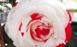 哪些荼花品种花期最长？