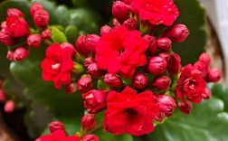 长寿花有什么新品种