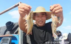 南美白对虾人工育苗技术关键点是什么？