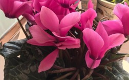 仙客来哪种品种最好养又开花多？