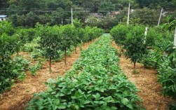 果园间作方法及关键技术要点有哪些？