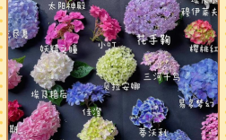 无尽夏是绣球花独有的品种吗？