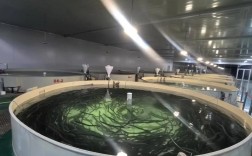 鳗鱼养殖技术关键点是什么？