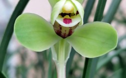 传统春兰品种有哪些？