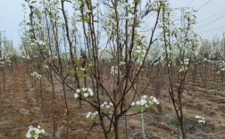 梨树密集种植技术视频如何高效应用？