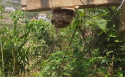 胡蜂养殖技术培训学校