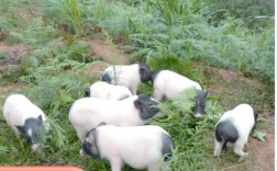 猪也吃草？哪种品种爱吃？