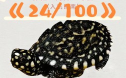 2025斑点池龟价格会是多少？