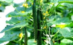 秋季露地黄瓜怎么种才高产？