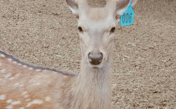 什么品种的鹿不能养？禁养品种有哪些？