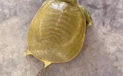 什么品种甲个头最大？