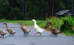 樱桃谷鸭养殖技术要点有哪些？