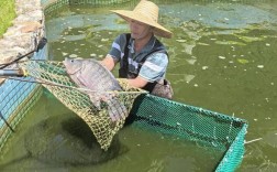 无公害罗非鱼养殖技术有哪些关键要点？