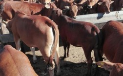 江西养牛，什么品种最合适？