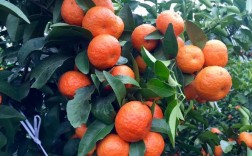 第三年沙糖桔管理要掌握哪些关键技术？