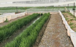 青蛙养殖种蛙养殖技术