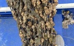 福建海蛎温室育苗技术如何突破？