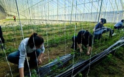 无土蔬菜技术如何实现高效种植？