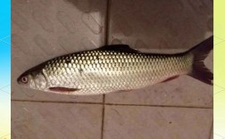 麦 麦瑞加拉鲮鱼养殖技术关键点是什么？