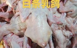 全国乳鸽最新价，各地差多少？