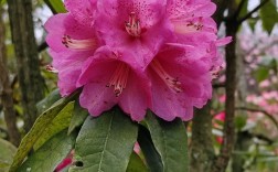 百花山杜鹃花有哪些独特品种？