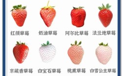 哪些草莓品种产量高？
