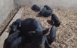 放养型的猪有哪些品种