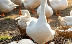 当前什么鹅蛋品种效益好？