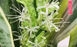 哪种虎皮兰品种颜值最高？