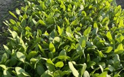 冬天菠菜种植哪个品种好