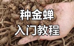 养殖金蝉利润高吗？技术难点有哪些？