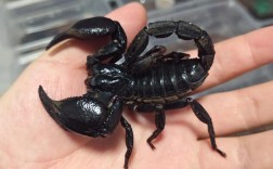 什么蝎品种最适合新手饲养？