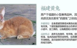新手养兔选什么品种又好养又赚钱？