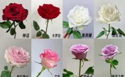 最近火的是哪种玫瑰？