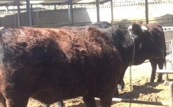 湖南适合养哪些品种的牛？