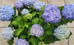 世界上最大的绣球花品种是哪个？