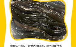 2025年泥鳅价格会涨吗？